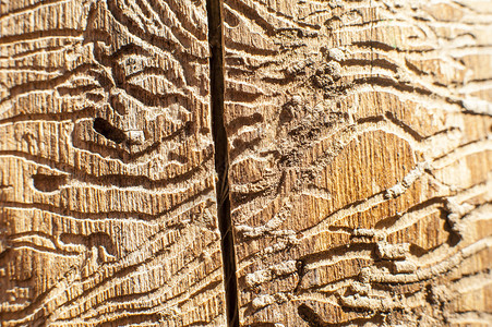 走廊树皮甲虫在枯木中的图像图片