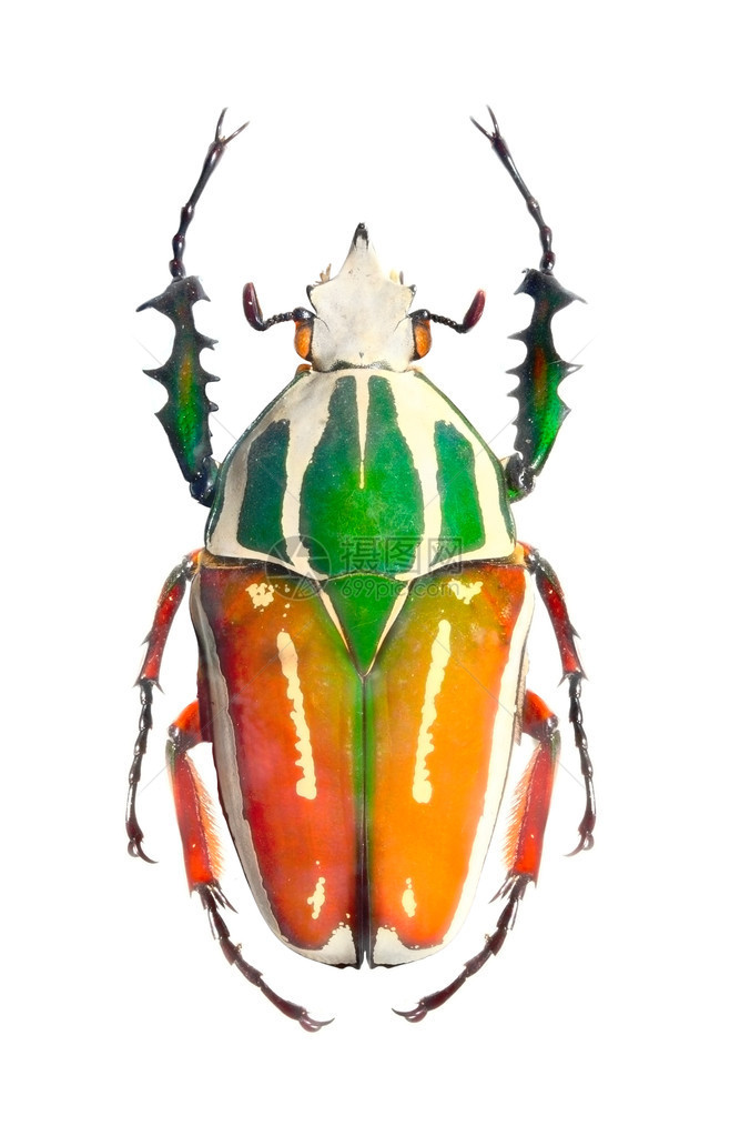 歌利亚甲虫Scarabaeidae是上最图片