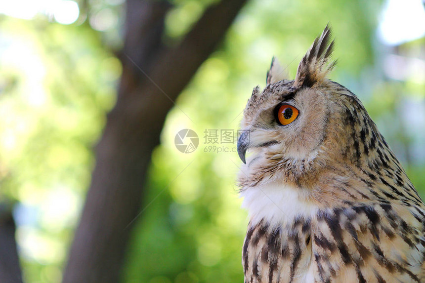 公园里一棵树上猫头鹰的特写图片