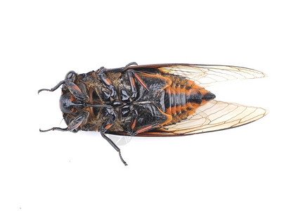 哈蒂Cicada孤立背景