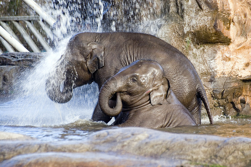 两只小象在瀑布下洗澡图片