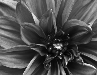 亮黑白花朵的黑色和图片
