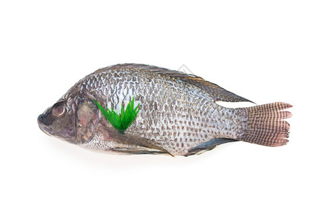 白色背景上的生鲜鱼图片