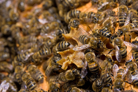 蜂巢与蜜蜂图片