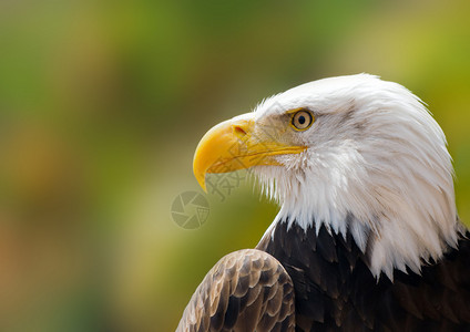 美国白头鹰近距离肖像图片