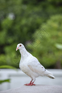 阁楼屋顶上的信鸽鸟白色羽毛背景图片
