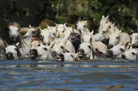 Camargue马的牧群图片