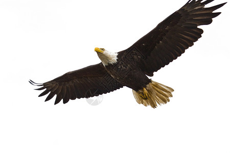 美国白头鹰在飞行中的照片图片