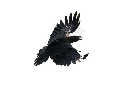 黑乌鸦紧的羽毛飞着图片