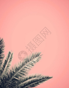 摘要棕榈树叶设计有粉红背图片