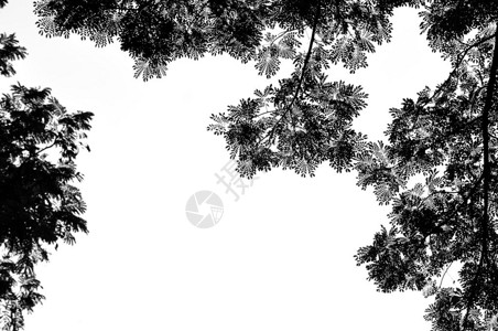 网背景的黑白叶子和树图片