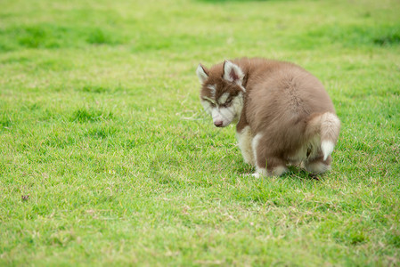 可爱的西比莉亚哈斯基小狗在绿色草地上拉屎图片