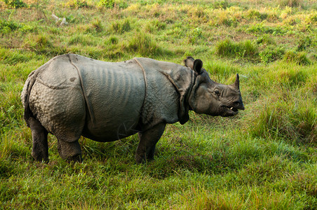 印度Rhino尼泊尔皇家Chitw图片