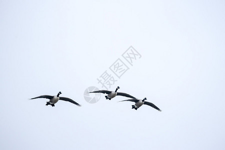 加拿大鹅群在新西兰飞翔图片