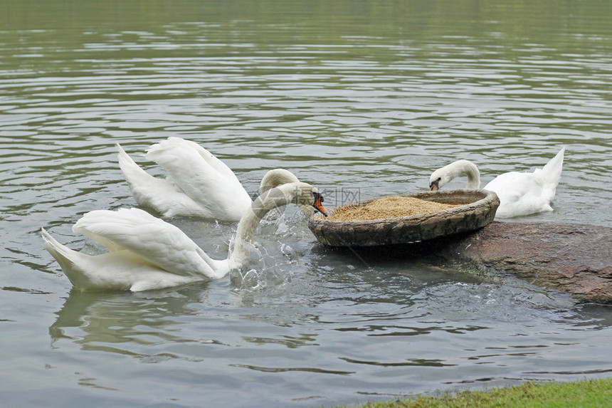 白鹅在池塘里吃食物图片
