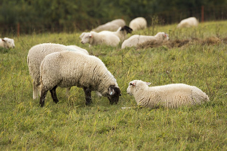牧羊的群图片