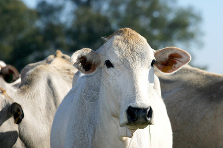 巴西农场的牛nelore图片
