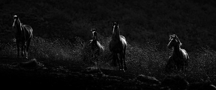 黄昏时有几匹马穿过一片田图片