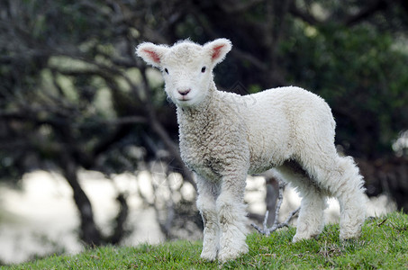 Perendale绵羊羔它是由梅西农业学院背景图片
