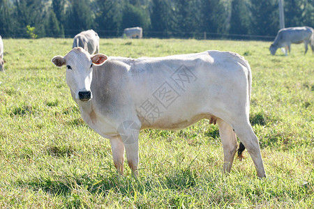 巴西农场的牛nelore图片