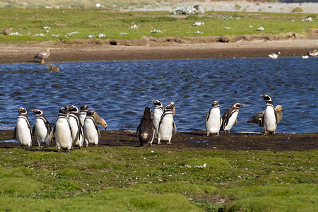 南极洲企鹅图片