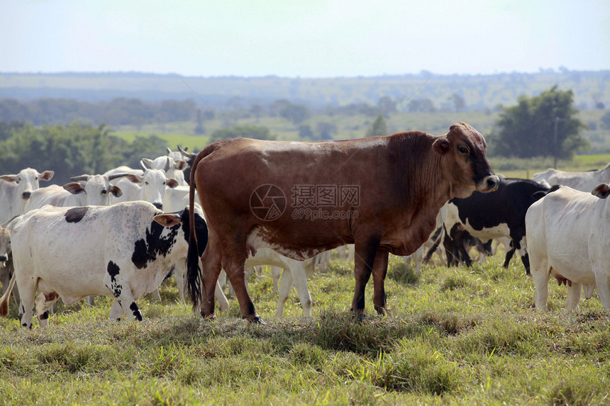 牧草中的牲畜在布图片