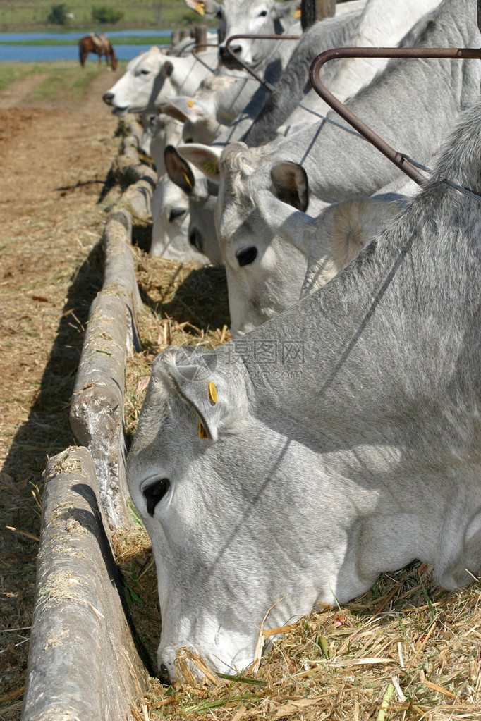 牧牛在农场喂养饲料的牛群图片