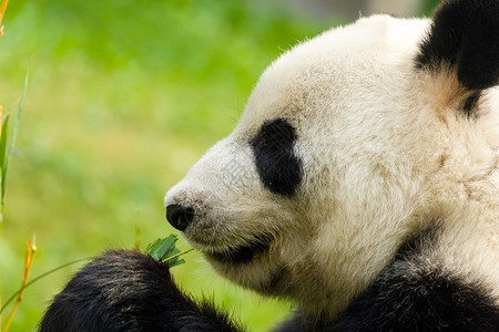 熊猫吃竹子特写图片