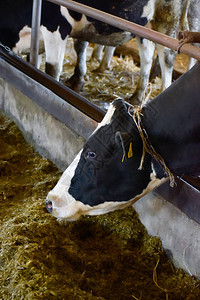 农业农业和畜牧业概念奶牛在奶牛场的图片