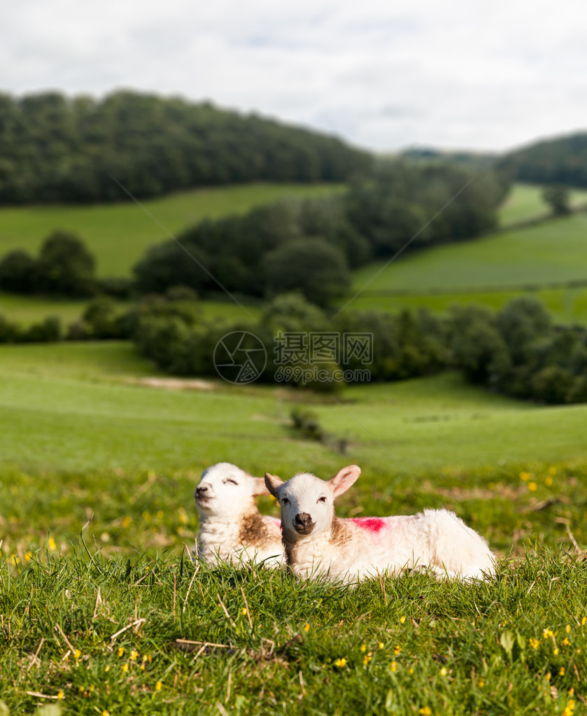 在草地上带黑白羊羔的威尔士羊羔图片