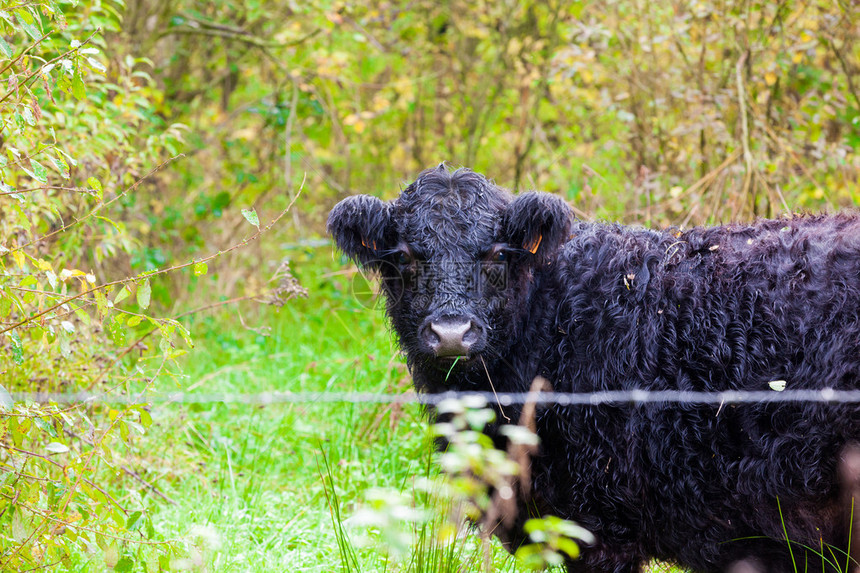 加洛韦是一种原产于苏格兰的有投票权的通常是黑毛的牛加洛韦在自然界中经常被用作大型食草动物它们几乎不需要照顾图片