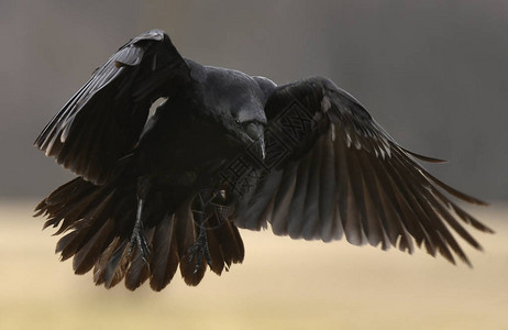 常见乌鸦在自背景图片