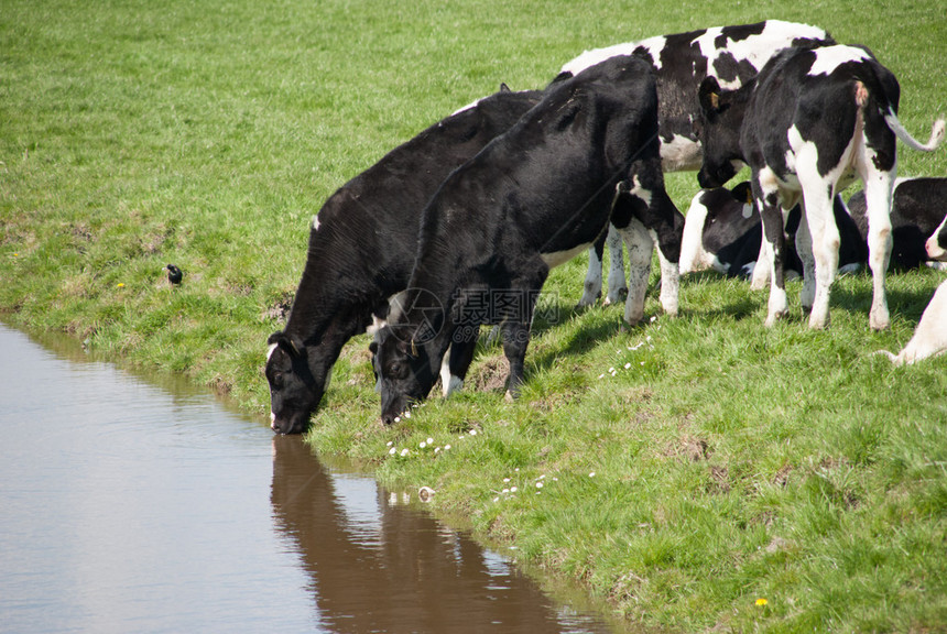 荷兰草原上的奶牛图片
