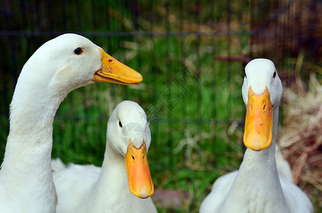 草地上的白鸭子背景图片