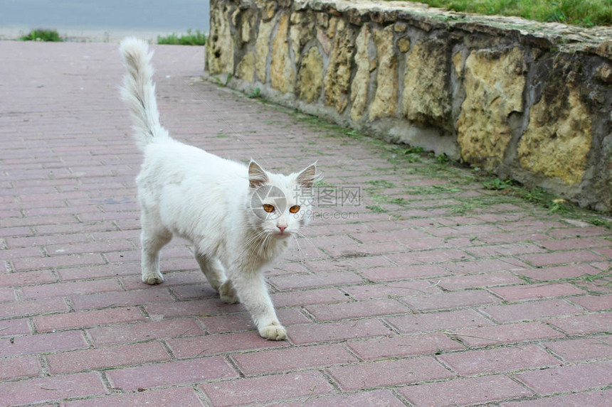 在阳光明媚的一天白单身流浪猫眼红橙色眼图片