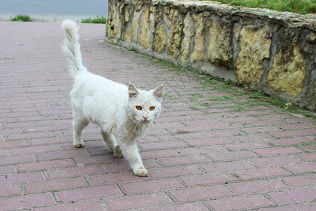 在阳光明媚的一天白单身流浪猫眼红橙色眼图片