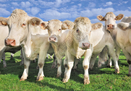 一群年轻的小牛和白牛图片