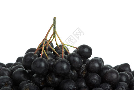 在浆果堆积层上方的黑窒息莓群集孤立图片