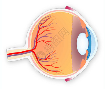 高质量详细的眼睛结构背景图片