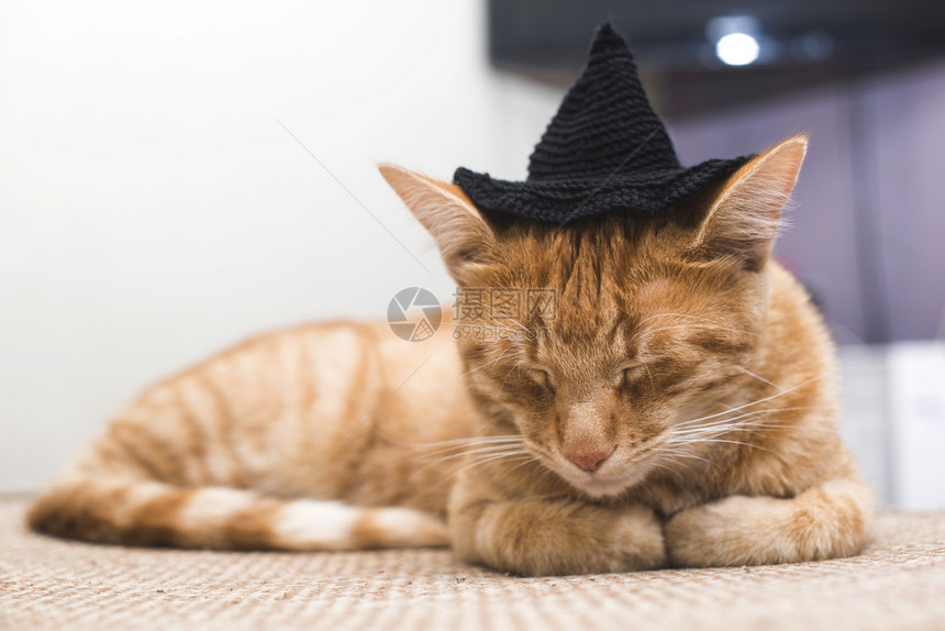 戴黑帽子的橘猫图片
