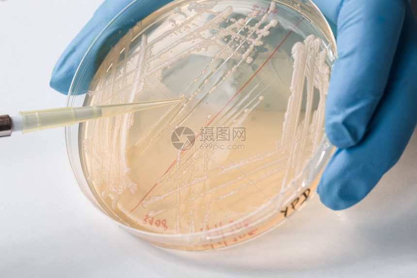 由可见的蓝色手套科学家进行酵母接种的详图片