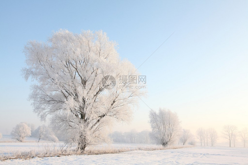 寒冬的柳树在黎明图片