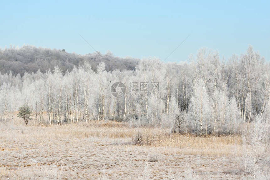 Birch树林覆盖着雪和俄罗斯乡图片