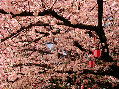 秋天的樱花树盛开春图片