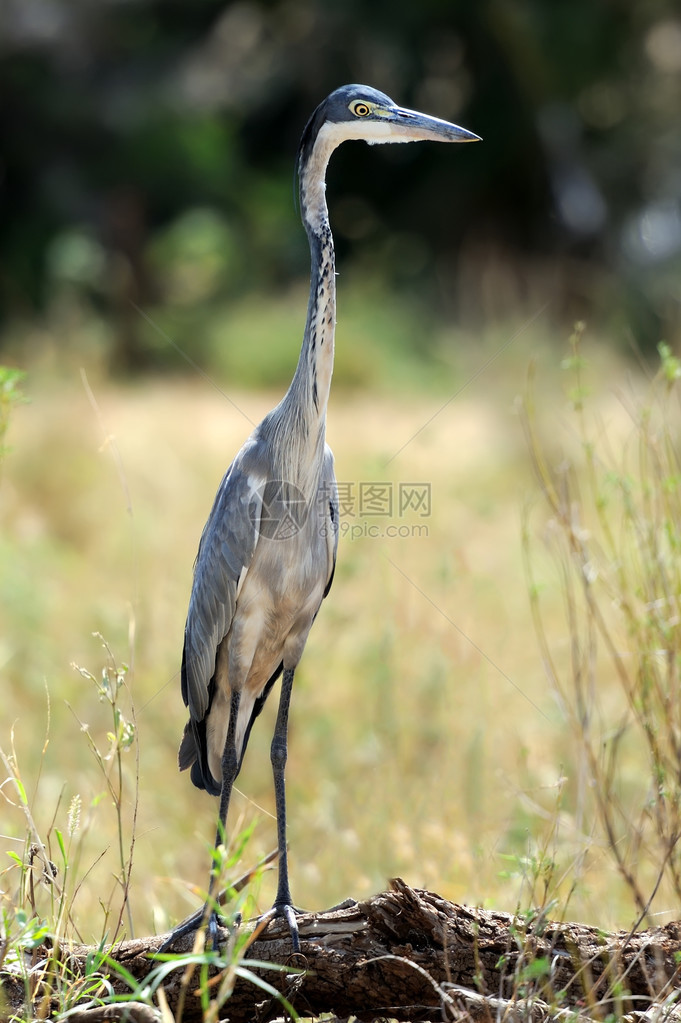 肯尼亚非洲保护区HeronArdeago图片