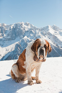 在雪山风景的大圣伯纳德狗图片