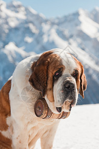 在雪山风景的大圣伯纳德狗图片
