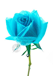 蓝色玫瑰在图片
