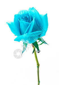蓝色玫瑰在图片