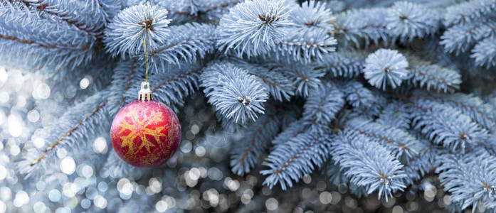 蓝松树枝和红色圣诞球图片